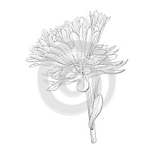 Beautiful monochrome, black and white aster flower isolated.