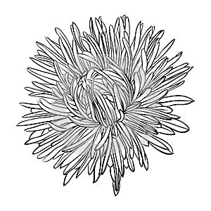 Beautiful monochrome, black and white aster flower isolated. photo