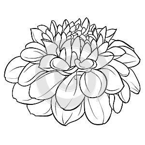 Beautiful monochrome black and white dahlia flower isolated on background. Hand-drawn contour lines.