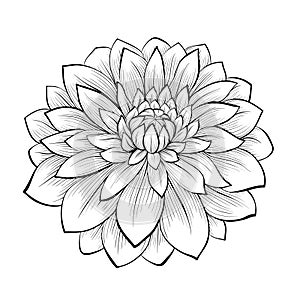 Beautiful monochrome black and white dahlia flower isolated on white background