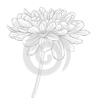 Beautiful monochrome black and white dahlia flower isolated on white background.