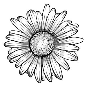 Beautiful monochrome, black and white daisy flower . photo