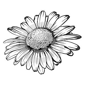 Beautiful monochrome, black and white daisy flower isolated.