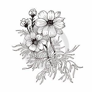 Beautiful monochrome, black and white flower isolated. Hand-drawn contour lines strokes.