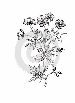 Beautiful monochrome, black and white flower isolated. Hand-drawn contour lines strokes.