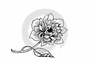 Beautiful monochrome, black and white flower isolated. Hand-drawn contour lines strokes.