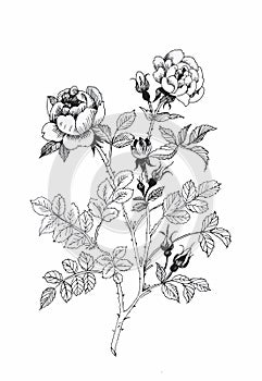 Beautiful monochrome, black and white flower isolated. Hand-drawn contour lines strokes.