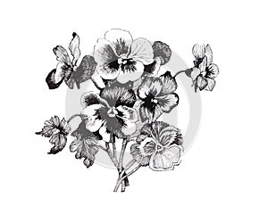 Beautiful monochrome, black and white flower isolated. Hand-drawn contour lines strokes.