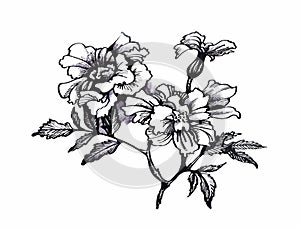 Beautiful monochrome, black and white flower isolated. Hand-drawn contour lines strokes.