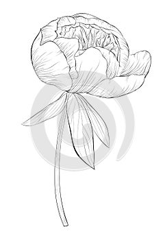 Beautiful monochrome black and white peony flower isolated on white background.