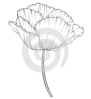 Beautiful monochrome black and white poppy in a hand-drawn graphic style in vintage colors isolated on background.