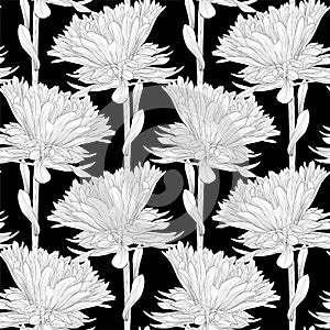 Beautiful monochrome, black and white seamless background with flowers aster.
