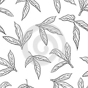 Beautiful monochrome black and white seamless background leaves Hand-drawn.