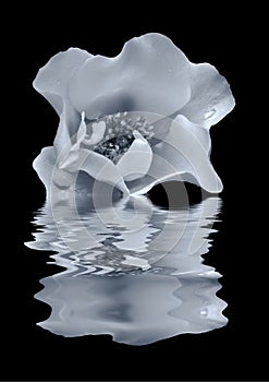 Beautiful monochrome blue rose with raindrops reflected on back water with ripples