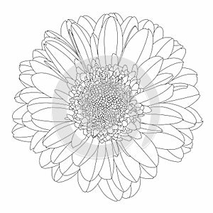 Beautiful monochrome, line, black and white gerbera flower isolated. Hand-drawn contour lines and strokes.