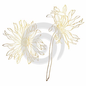 Beautiful monochrome, line, golden line gerbera flower set isolated. Hand-drawn contour lines and strokes.