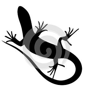 Beautiful monochrome lizard, lizard silhouette