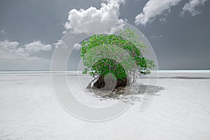 Beautiful monochrome of a lonely green tree standing in the shallow ocean water near the beach