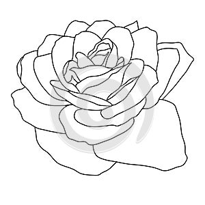 Beautiful monochrome sketch, black and white rose flower isolated