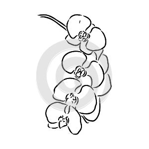 Beautiful monochrome vector orchid branches with flowers orchid, vector sketch