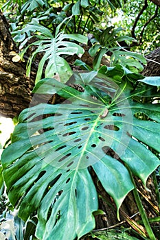 Beautiful monstera deliciosa in the garden