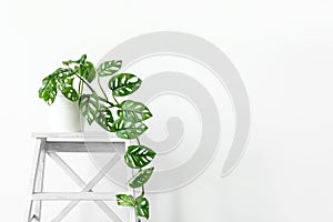 Beautiful monstera flower in a white pot stands on white wooden stand on a white background. The concept of minimalism.