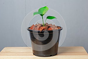 Beautiful Monstera plant seedling is growing on black pot in gray background