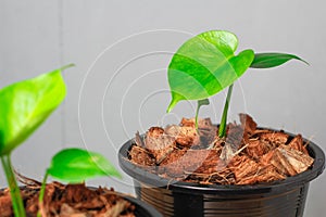 Beautiful Monstera plant seedling is growing on black pot in gray background