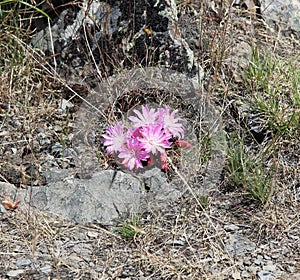 Beautiful Montana flowers