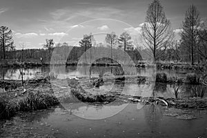 Beautiful moody marsh with paths and trees