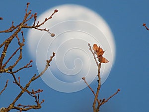 Beautiful moon behind leaf tree takes out branch