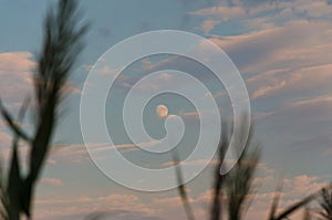 Beautiful moon in the evening sky sunset