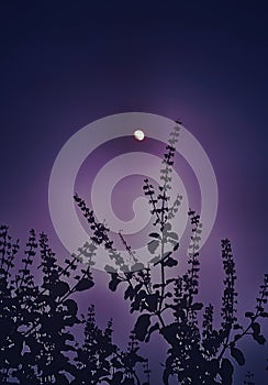 A beautiful moon over basil flowers