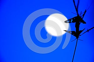 Beautiful moonlight insect