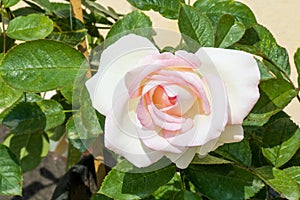 Beautiful moonstone rose flower