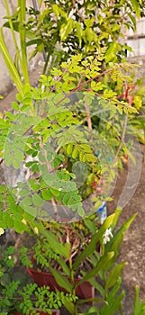 Beautiful moringa leaves