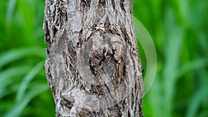 Beautiful Moringa or Sahjan tree trunk view. Drought resistant tree of the family Moringaceae.