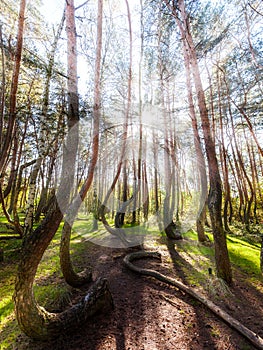 Beautiful morning in the Crooked Forest.