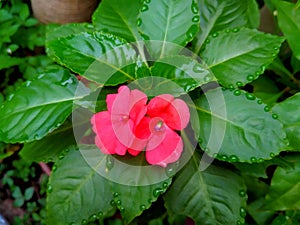 beautiful morning dew drops on red flowers