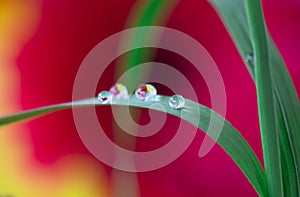 Beautiful morning dew on a stem of grass. Flowers macro photography. Nature background