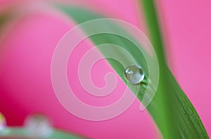 Beautiful morning dew on a stem of grass. Flowers macro photography. Nature background