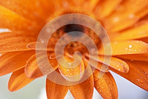 Beautiful morning dew on a stem of grass. Flowers macro photography. Nature background