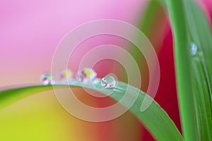 Beautiful morning dew on a stem of grass. Flowers macro photography. Nature background