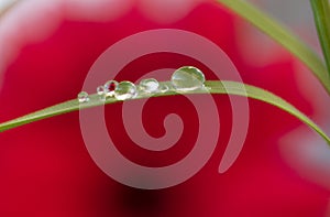 Beautiful morning dew on a stem of grass. Flowers macro photography. Nature background