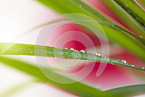 Beautiful morning dew on a stem of grass. Flowers macro photography. Nature background