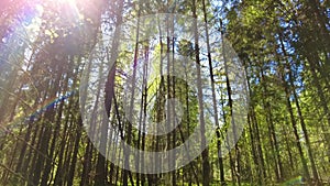 Beautiful morning in the forest, time lapse view of sun rays illuminating forest