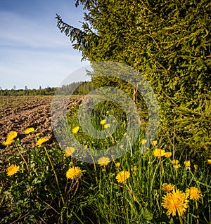 A beautiful morning landscape with dandelions growing in the field.