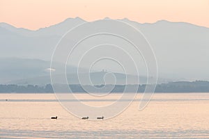 A beautiful morning landscape with ducks swimming in the mountain lake with mountains in distance. Sunset scenery in light colors.