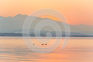 A beautiful morning landscape with ducks swimming in the mountain lake with mountains in distance. Sunset scenery in light colors.