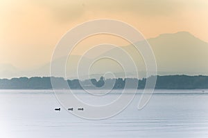 A beautiful morning landscape with ducks swimming in the mountain lake with mountains in distance. Sunset scenery in light colors.